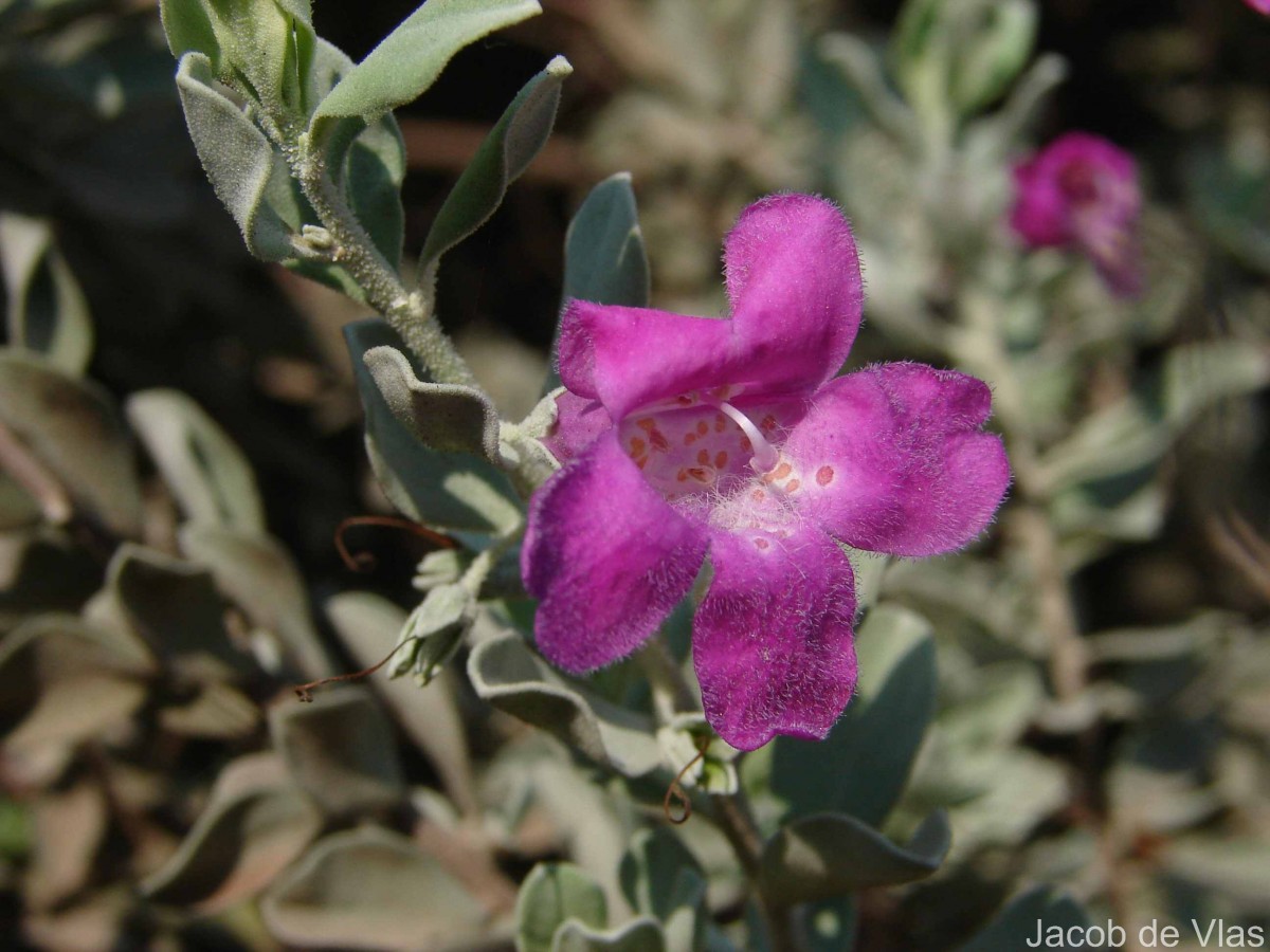 Leucophyllum frutescens (Berland.) I.M.Johnst.